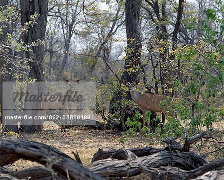Eine junge männliche und weibliche große Kudu-Mischung in die Umgebung in einem Waldgebiet im Moremi-Wildlife-Reserve.Moremi umfasst Chiefs Island und war die erste Reserve in Afrika von einheimischen Afrikanern erstellt werden.