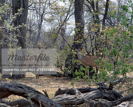 A young male and female Greater Kudu blend into their surroundings in a woodland area of the Moremi Wildlife Reserve.Moremi incorporates Chiefs Island and was the first reserve in Africa to be created by indigenous Africans. A young male and female Greater Kudu blend into their surroundings in a woodland area of the Moremi Wildlife Reserve.Moremi incorporates Chiefs Island and was the first reserve in Africa to be created by indigenous Africans.
