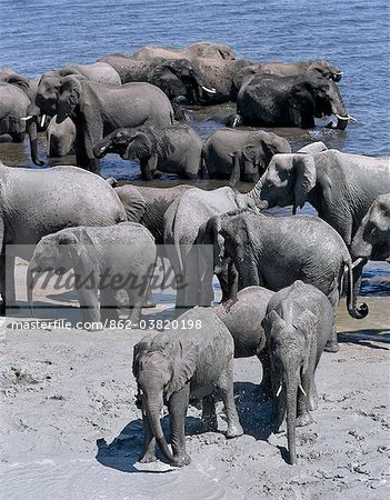 A large herd of elephants drink at the Chobe River.Elephants can go several days without water but drink and bathe daily by choice.In the dry season when all the seasonal waterholes and pans have dried, thousands of wild animals converge on the Chobe River, the boundary between Botswana and Namibia.