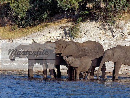 Éléphants boivent à la rivière Chobe en fin d'après-midi.Éléphants peuvent passer plusieurs jours sans eau, mais boire et se baigner tous les jours par choix.Durant la saison sèche, quand tous les trous d'eau saisonniers et casseroles ont séché, des milliers d'animaux sauvages convergent sur la rivière Chobe, à la frontière entre le Botswana et la Namibie. Éléphants boivent à la rivière Chobe en fin d'après-midi.Éléphants peuvent passer plusieurs jours sans eau, mais boire et se baigner tous les jours par choix.Durant la saison sèche, quand tous les trous d'eau saisonniers et casseroles ont séché, des milliers d'animaux sauvages convergent sur la rivière Chobe, à la frontière entre le Botswana et la Namibie.