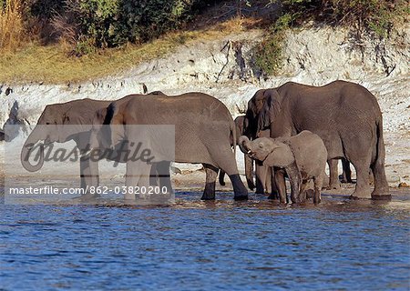 Éléphants boivent à la rivière Chobe en fin d'après-midi.Éléphants peuvent passer plusieurs jours sans eau, mais boire et se baigner tous les jours par choix.Durant la saison sèche, quand tous les trous d'eau saisonniers et casseroles ont séché, des milliers d'animaux sauvages convergent sur la rivière Chobe, à la frontière entre le Botswana et la Namibie.