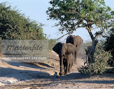 Elephants approach the Chobe River in the late afternoon.Elephants can go several days without water but drink and bathe daily by choice.In the dry season when all the seasonal waterholes and pans have dried, thousands of wild animals converge on the Chobe River, the boundary between Botswana and Namibia.