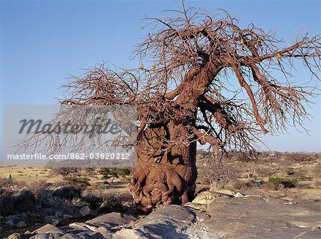 A gnarled baobab tree grows among rocks at Kubu Island on the edge of the Sowa Pan.This pan is the eastern of two huge salt pans comprising the immense Makgadikgadi region of the Northern Kalahari one of the largest expanses of salt pans in the world.