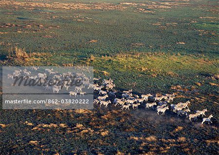 A large herd of Burchells zebras with long early morning shadows seen from the air in the Okavango Delta of northwest Botswana.Zebras will be among the first animals to graze the new shoots of freshly burnt grasslands. They also enjoy rolling in burnt areas.