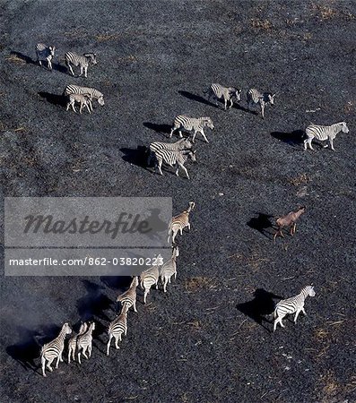 Burchells zebras and a lone wildebeest with long early morning shadows seen from the air in the Okavango Delta of northwest Botswana.Zebras will be among the first animals to graze the new shoots of freshly burnt grasslands. They also enjoy rolling in burnt areas.