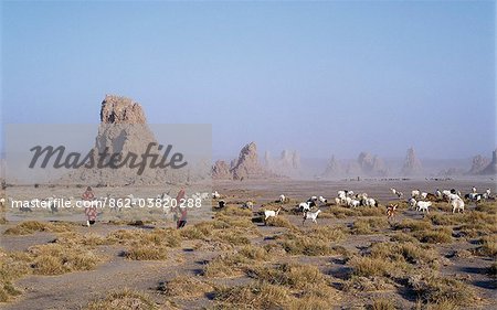 Lake Abbe, on the border of Djibouti and Ethiopia, is the last in a line of alkaline lakes in which the Awash River dissipates. The jagged pinnacles and spires close to the lake were formed thousands of years ago when volcanic gases bubbled up through the bottom of an ancient lake that was 100 feet deeper than it is today.Livestock belonging to the nomadic Afar people graze this harsh, windswept r