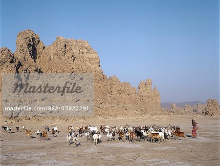 Lake Abbe, on the border of Djibouti and Ethiopia, is the last in a line of alkaline lakes in which the Awash River dissipates.Livestock belonging to the nomadic Afar people graze this harsh, windswept region.
