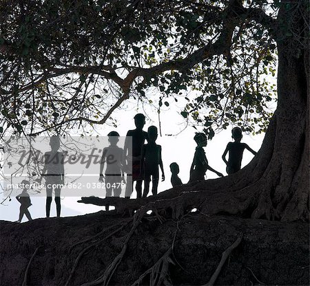 Am späten Nachmittag eine Gruppe von Kinder im Gänsemarsch unter eine große wilde Feigenbaum entlang einer Bank des Flusses Omo im Südwesten Ethiopia.The Dassanech gehen Dassanech sprechen eine Sprache des östlichen kuschitische Herkunft.Sie leben im Omo Delta und sie praktizieren, Tierhaltung und Fischerei sowie der Landwirtschaft.