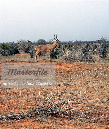 An Hirola or Hunters hartebeest keeps watch from a termite mound in the scrubland of Kenyas Tsavo East National Park. This antelope is classified by IUCN as Threatened but it more likely to be in danger of imminent extinction due to the long drawn out troubles in war torn Somalia, which was its principal habitat.