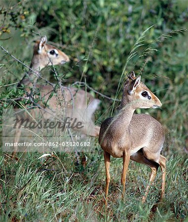 Zwei Dikdiks in den Samburu National Reserve des nördlichen Kenya.They sind territorial und Leben in monogamen Paaren. Nur Männer haben kleine Hörner.Semi arid Lands gut angepasst, sind sie völlig unabhängig von Wasser, die Feuchtigkeit, die sie benötigen aus ihrer Nahrung beziehen.