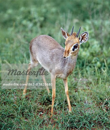 Un dikdik dans la réserve nationale de Kenya.Didiks Nord Samburu sont territoriaux et vivant en couple monogame. Seuls les mâles ont des cornes petites.Bien adapté aux terres arides semi, ils sont complètement indépendants de l'eau, obtenir toute l'humidité que dont elles ont besoin de leur nourriture.