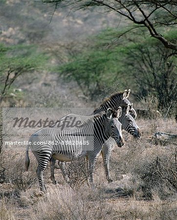 Grevys zebras inhabit dry bush country in Northern Kenya.They are the most northerly representatives of the zebra family and can be distinguished from the common or Burchells zebra by their large frame, saucer shaped ears and close set stripes.They are listed by IUCN as an endangered species. Grevys zebras inhabit dry bush country in Northern Kenya.They are the most northerly representatives of the zebra family and can be distinguished from the common or Burchells zebra by their large frame, saucer shaped ears and close set stripes.They are listed by IUCN as an endangered species.