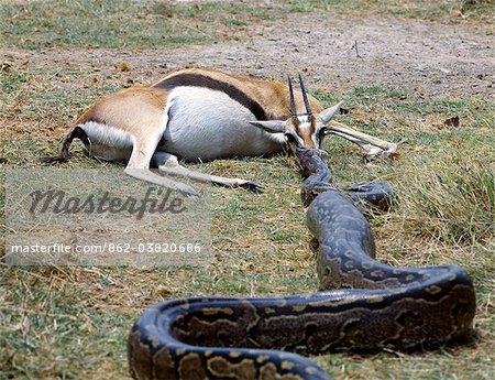 Having killed a Thomsons gazelle, a python drags it by the nose to a secure place where it will devour it out of sight from other predators and vultures.African pythons can reach a length of over twenty feet. They are not venomous,  rather relying on killing by constriction.They normally live near water.