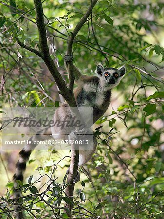 Un Lémurien anneau à queue dans le Canyon des makis, Parc National d'Isalo. Parc National d'Isalo situé chez les bovins qui possède le pays Bara du sud de Madagascar, est apprécié pour ses canyons sculptés, piscine naturelle, plantes endémiques rares et de beaux lémuriens.Lémuriens appartiennent à un groupe de primates appelé les prosimiens, c'est-à-dire avant les singes. Un Lémurien anneau à queue dans le Canyon des makis, Parc National d'Isalo. Parc National d'Isalo situé chez les bovins qui possède le pays Bara du sud de Madagascar, est apprécié pour ses canyons sculptés, piscine naturelle, plantes endémiques rares et de beaux lémuriens.Lémuriens appartiennent à un groupe de primates appelé les prosimiens, c'est-à-dire avant les singes.