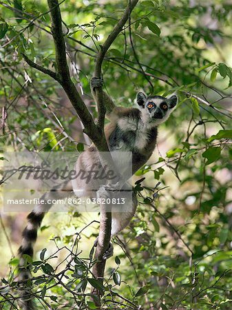 Un Lémurien anneau à queue dans le Canyon des makis, Parc National d'Isalo. Parc National d'Isalo situé chez les bovins qui possède le pays Bara du sud de Madagascar, est apprécié pour ses canyons sculptés, piscine naturelle, plantes endémiques rares et de beaux lémuriens.Lémuriens appartiennent à un groupe de primates appelé les prosimiens, c'est-à-dire avant les singes.