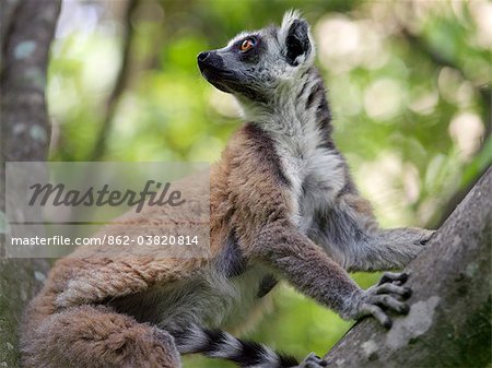 A ring tailed lemur in the Canyon des makis, Isalo National Park. Situated in cattle owning Bara country of Southern Madagascar,  Isalo National Park is deservedly popular for its sculptured canyons, natural rock pools, rare endemic plants and beautiful lemurs.Lemurs belong to a group of primates called the prosimians, meaning before monkeys.