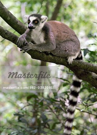 Un Lémurien anneau à queue dans le Canyon des makis, Parc National d'Isalo. Parc National d'Isalo situé chez les bovins qui possède le pays Bara du sud de Madagascar, est apprécié pour ses canyons sculptés, piscine naturelle, plantes endémiques rares et de beaux lémuriens.Lémuriens appartiennent à un groupe de primates appelé les prosimiens, c'est-à-dire avant les singes.