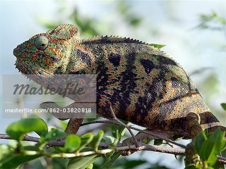 A brightly coloured chameleon  in Isalo National Park.  Situated in cattle owning Bara country of Southern Madagascar,  Isalo National Park.Madagascar is synonymous with these magnificent old world reptiles.Two-thirds of all known species are native to the island, the fourth largest in the world.