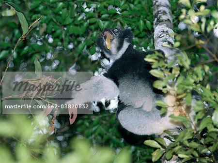 Un indri dans le Parc National d'Andasibe Matandia à l'est de Antananarivo.Formerly appelée Perinet, ce parc national comprend 810 hectares de forêt humide de montagne dispose d'une variété exceptionnelle de lémuriens, des oiseaux, des reptiles et des grenouilles.Le point culminant de toute visite est de voir l'indri.L'Indri sont les plus grands lémuriens Madagscars.