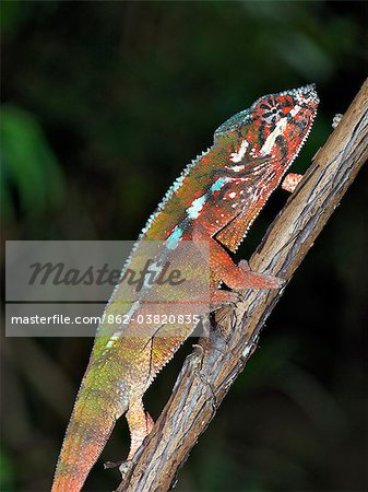 A colourful furcifer sp.chameleon.Madagascar is synonymous with these magnificent old world reptiles.Two thirds of all known species are native to the island, the fourth largest in the world.A chameleons ability to change colour and swivel its eyes 180 degrees makes it a reptile of considerable fascination.