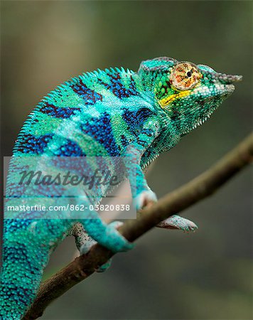 A magnificent panther chameleon.Madagascar is synonymous with these magnificent old world reptiles.Two thirds of all known species are native to the island, the fourth largest in the world.A chameleons ability to change colour and swivel its eyes 180 degrees makes it a reptile of considerable fascination.