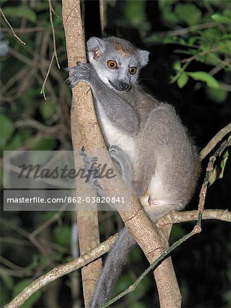 A female crowned lemur  in the 18,000ha Ankarana Special Reserve.These lemurs are only found in Northern Madagascar Lemurs belong to a group of primates called the prosimians, meaning before monkeys.