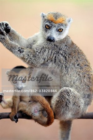 Mâle couronné lémuriens près de Diego-Suarez.Ces lémuriens ne se trouvent dans les Madagascar.Lemurs du Nord appartiennent à un groupe de primates appelé les prosimiens, c'est-à-dire avant les singes.Partout dans le monde sauf Madagascar, singes remplacent les 35 millions d'années. Mâle couronné lémuriens près de Diego-Suarez.Ces lémuriens ne se trouvent dans les Madagascar.Lemurs du Nord appartiennent à un groupe de primates appelé les prosimiens, c'est-à-dire avant les singes.Partout dans le monde sauf Madagascar, singes remplacent les 35 millions d'années.