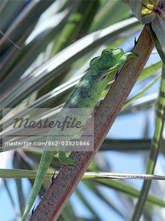 Un caméléon femelle montrant une étonnante capacité à se fondre dans son environnement.Madagascar est synonyme de ces reptiles de monde ancien magnifique.Deux tiers de toutes les espèces sont originaires de l'île, au quatrième rang dans le monde.