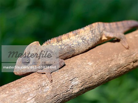 A male chameleon  blends into its surroundings as it waits to catch insects with its extremely long, high speed tongue.Madagascar is synonymous with these magnificent old world reptiles.Two thirds of all known species are native to the island, the fourth largest in the world.