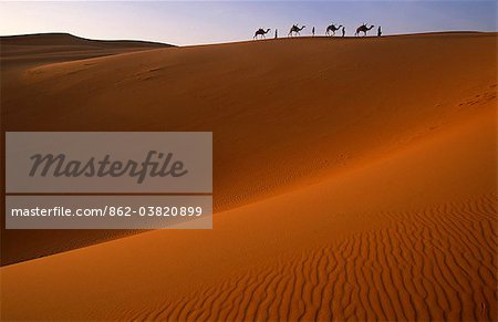 Niger, Tenere Desert.Camel Caravan travelling through the Air Mountains & Tenere Desert.This is the largest protected area in Africa, covering over 7.7 million hectares.