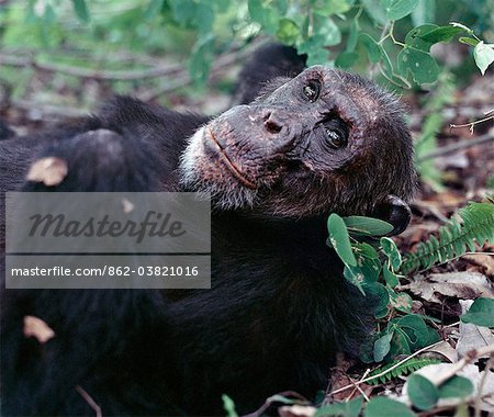 Chimpanzé femelle prend un repos. Les montagnes Mahale, situé sur un renflement le long de la rive orientale du lac Tanganyika, augmenter spectaculairement pieds 8 069. Les flancs des montagnes sont couvertes de forêt tropicale, où de nombreux arbres montrent une plus grande affinité pour des espèces ouest-africains que pour ceux de l'Afrique. Protégé par un parc national depuis 1980, les montagnes sont une du plus important chi sauvage