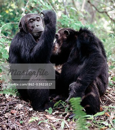 Adult chimps spend long hours each day removing flees from one another. The remote Mahale Mountains, located on a bulge along the eastern shores of Lake Tanganyika, rise spectacularly 8,069 feet. The mountain slopes are covered with rainforest, where many trees show a closer affinity to West African species than to those of East Africa. Protected as a national park since 1980, the mountains are ho