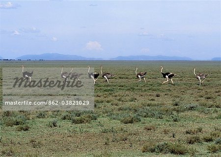 Common ostriches run across open plains near the boundary of the Ngorongoro Conservation Area and the Serengeti National Park.Ngorongoro and Serengeti are two contiguous protected areas, which support the greatest concentrations of wildlife left on earth today Common ostriches run across open plains near the boundary of the Ngorongoro Conservation Area and the Serengeti National Park.Ngorongoro and Serengeti are two contiguous protected areas, which support the greatest concentrations of wildlife left on earth today