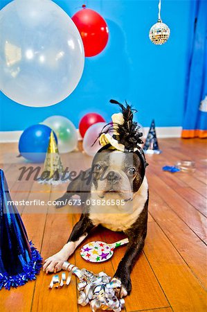 chien en chapeau de fête avec des ballons