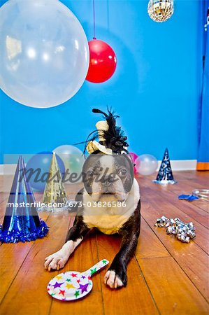 chien en chapeau de fête avec des ballons