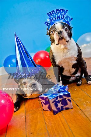 Hunde in Partyhüten Geburtstag