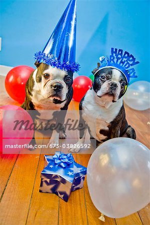 dogs in birthday party hats
