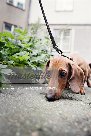 A dachshund sniffing at the ground, Sweden.