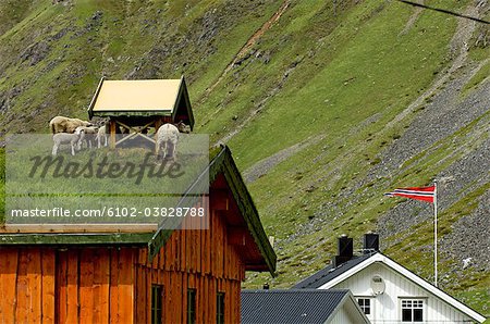 Schafe auf dem Dach, Lofoten Inseln, Norwegen.