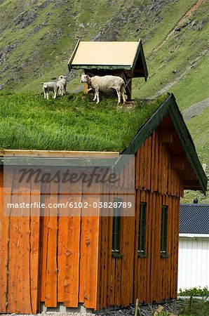 Moutons sur un toit, les îles Lofoten, en Norvège.