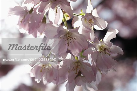 Cherry Blossoms, Hamburg, Germany