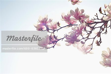 Flowering Magnolia, Hamburg, Germany