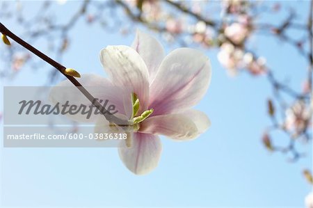 Flowering Magnolia, Hamburg, Germany