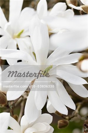 Magnolia, Hambourg, Allemagne