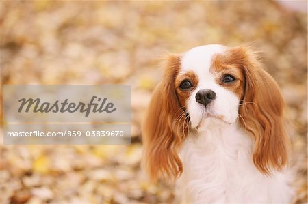 Cavalier King Charles Spaniel Dog Close Up