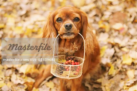 Dog Holding Basket