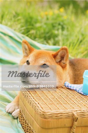 Shiba Inu chien dans le parc