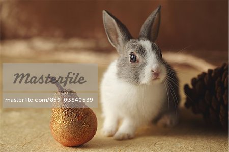 Rabbit and ornaments