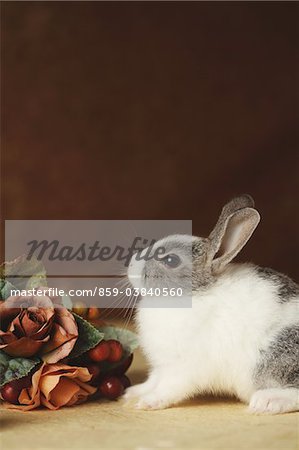 Rabbit with ornaments