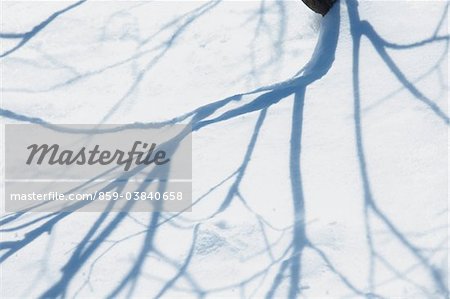 Shadow Of Bare-Tree branches On The Snow